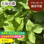 たねの森 ミツバ 野菜 種 無農薬 無