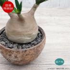 陶器鉢 植木鉢 ミニポット 底穴あり BUNGA POT ムーン（大） φ14.5cm  おしゃれ かわいい プランター 宝寿窯 有田焼 園芸鉢 観葉植物