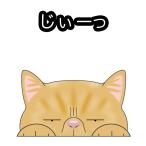 見てま猫ステッカー エキゾチックショートヘア ネコ ステッカー 猫ステッカー 車 猫種別 窓 玄関 キャットステッカー グッズ