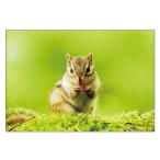  лес. животное открытка sima белка / белка фотография фото открытка 