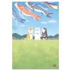 春柄 ポストカード 鯉のぼりと晴れやかに / 柴犬 高村かい イラスト はがき