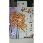 リコリスオーレア１袋球根サカタのタ...