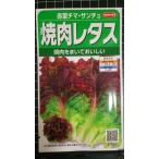 ３袋以上でクーポン割引 焼肉 レタス 赤葉 チマ・サンチュ 種 郵便は送料無料 チマサンテ