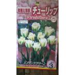 スプリンググリーンチューリップ球根...