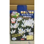 ゼフィランサス たますだれ １袋 球根 サカタのタネ 郵便は送料無料