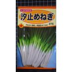 ３袋以上でクーポン割引 汐止め しおどめ ねぎ ネギ 葱 種 郵便は送料無料