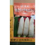 秋どり トウモロコシ 白雪姫 ホワイト 種 郵便は送料無料