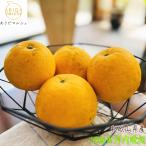 ご家庭用 河内晩柑 7.5kg_ 果物 フルーツ 農家直送 産地直送 人気 美味しい 和歌山県 送料無料 訳あり わけあり みかん ジューシーオレンジ