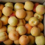 a.. Shinshu большой реальный примерно 8kg обработка для .* большой маленький роза ..7 месяц сверху . передний и задний (до и после) ~ отгрузка 