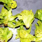  обработка для Fuki no Tou 1kg( большой маленький роза ..)[4 месяц средний .~ отправка предположительно ]