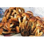 klitake300g( большой маленький роза ..) Nagano префектура натуральный грибы (sesium инспекция settled ) прохладный рейс отправка * Hokkaido * China * Сикоку * Kyushu * Okinawa отдаленный остров доставка отдельно .