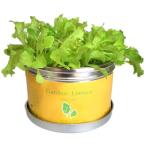  little сад Pro сад lettuce цветок, садоводство вид, семена культивирование комплект овощи лист предмет lettuce огород 