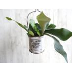 観葉植物コウモリランプラティセリウ...