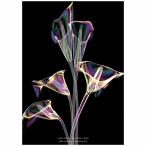 ポスター A3サイズ 花 植物 LillyCalla カラー ユリ 自然 写真 モダン アートプリント 日本製 国産