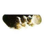 [ почтовая доставка возможно ] Mazda super масляные краски low янтарь 6 номер 20ml 1 шт. [ масляная краска живопись масляными красками краситель сосна рисовое поле ]