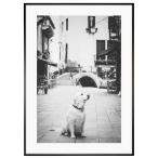 動物写真  イタリア ベニスのラブラドールレトリーバー インテリアアート写真額装 S〜Lサイズ AS1160