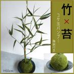  человеческий труд декоративное растение искусственный цветок [ бамбук . мох. японский стиль организовать ] японский стиль / мир современный /.. шар bamboo / керамика / бонсай фотокаталитический . превышающий дезодорация эффект искусственная зелень День отца 