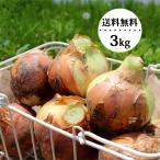  лук репчатый шар лук порей клен 3kg иметь машина удобрение есть перевод [ бесплатная доставка ]