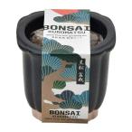 . новый керамика GD-99201 The BONSAI культивирование комплект сосна Тунберга растения культивирование комплект День матери День отца подарок 