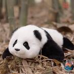  Panda. мягкая игрушка . настоящий . настоящий, Panda. . человек к Panda подарок, оборудование орнамент, совершенно ручная работа. Panda мягкая игрушка ручная работа мягкая игрушка 