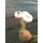  Kumamoto префектура .... блок производство чеснок пестициды не использование первый лето .. ограниченный товар L шар примерно 1.5kg( стебель включено )