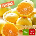  мандарин высшее . сырой мандарин 5kg специальный культивирование размер смешивание Kumamoto префектура производство 