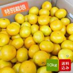  мандарин высшее . сырой мандарин 10kg специальный культивирование размер смешивание Kumamoto префектура производство 