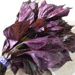 красный ..1 пачка красный перилла. лист маринованные сливы . для красный фиолетовый . сок для Fukuoka префектура . магазин производство предварительный заказ товар 