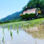 令和7年産【稲場農産】コシヒカリ30kg 玄米　予約販売 10月発送開始  国産米　減農薬　朝来市産 若手農家　　他商品との同梱はできません