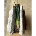 1kg земля имеется скала Цу лук порей ( в коробке )[ рисовое поле средний сельское хозяйство .]...... аромат,.... мягкий зима ограничение первоклассный лук-батун время ограничено 11 месяц 26 день отправка начало предположительно 