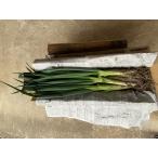 2kg земля имеется скала Цу лук порей ( в коробке )[ рисовое поле средний сельское хозяйство .]...... аромат,.... мягкий зима ограничение первоклассный лук-батун время ограничено 11 месяц 26 день отправка начало предположительно 