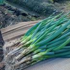 4kg земля имеется скала Цу лук порей ( в коробке )[ рисовое поле средний сельское хозяйство .]...... аромат,.... мягкий зима ограничение первоклассный лук-батун время ограничено 11 месяц 26 день отправка начало предположительно 