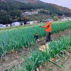  скала Цу лук порей 2kg( пилинг )[ рисовое поле средний сельское хозяйство .] в коробке *...... аромат,.... мягкость .. первоклассный лук-батун *11 месяц 26 день из последовательный отправка предположительно время ограничено 