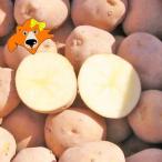  время от времени отправка средний картофель 5kg... Hokkaido jagaimopota-ju карри оптимальный ...M из 2L размер Hokkaido производство jagaimo овощи картофель 