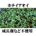 無農薬 ホテイアオイ1株 浮草 ホテイ草 メダカ 産卵 ビオトープ 趣味 水草 浮き草 アクアリウム 庭 癒し かわいい めだか 産卵床 趣味 ガーデニング