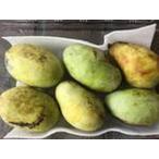 富山県産ポポー1パック