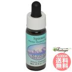  Spy задний Аляска n* essence цветок essence 