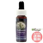  California ba Leilian FES цветок essence плита o яркий 