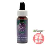  lilac FES цветок essence плита o яркий 