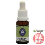  Rav kaktaskorutePHI essence kaktas кактус essence 