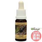 Lizard korutePHI essence животное essence 3