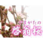  Yamagata производство .. Sakura 70~80cm(8шт.@ передний и задний (до и после) ). семья направление размер 