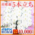 【胡蝶蘭】★胡蝶蘭5本立ち★40,000円(税別)/胡蝶蘭/お祝い/送料無料/開店/開院/合格/当選/就任/周年/開院【中国・四国地方※配送不可地域】