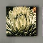アートパネル アガベ 花 フラワー 植物 写真 アートフレーム 約30cm×30cm 66942
