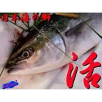 Yahoo! Yahoo!ショッピング(ヤフー ショッピング)とれたて!! 「ブリ・ハマチ 2kg位」山陰境港産　ASK福袋訳業務用