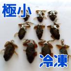 拒食対策用 国産 冷凍カエル 極小サイズ 10匹 胴長1.5cm以下 餌用 ヌマガエル 豆サイズ エサ えさ用 蛙 急速冷凍 ヘビの餌 CB 幼蛇用 給餌