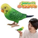 毎日おしゃべり 天才インコちゃん 