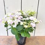 あじさいブレスレット5号鉢4月30日までのお届け