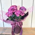 母の日あじさいクイーンズブラック5号鉢5月8日〜11日の期間お届け