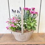 母の日カーネーション季節のお花の寄せ植えM5月8日〜11日の期間お届け